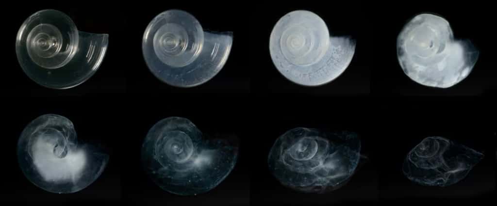 Effet de l’acidification des océans sur les coquilles calcaires des organismes marins. © NOAA <em>Environmental Visualization Laboratory</em> (EVL), <em>Wikimedia Commons</em>, domaine public