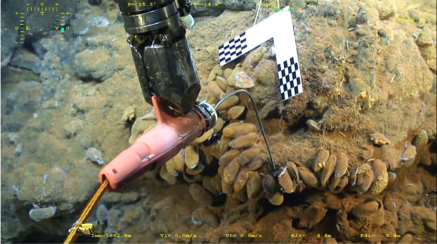 Sur les cheminées de Capelinhos, le robot Victor 6000 effectue des prélèvements sur des moules, installées là confortablement, à une profondeur de 1 700 mètres et dans des conditions normalement très toxiques © Ifremer - Momarsat