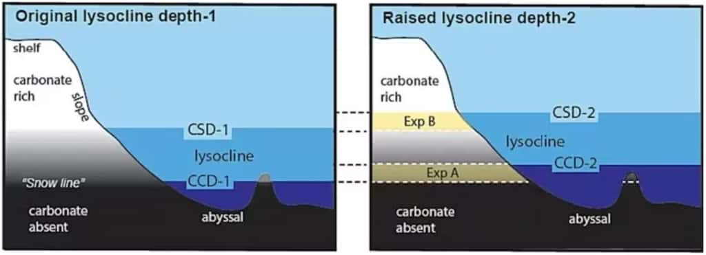 Schémas présentant l'évolution de la profondeur de la lysocline et de la CCD avec le réchauffement climatique. Les zones en jaune sont les régions du fond océanique qui sont affectées par cette évolution chimique. © Mark John Costello et Peter Townsend Harris, CC BY-SA