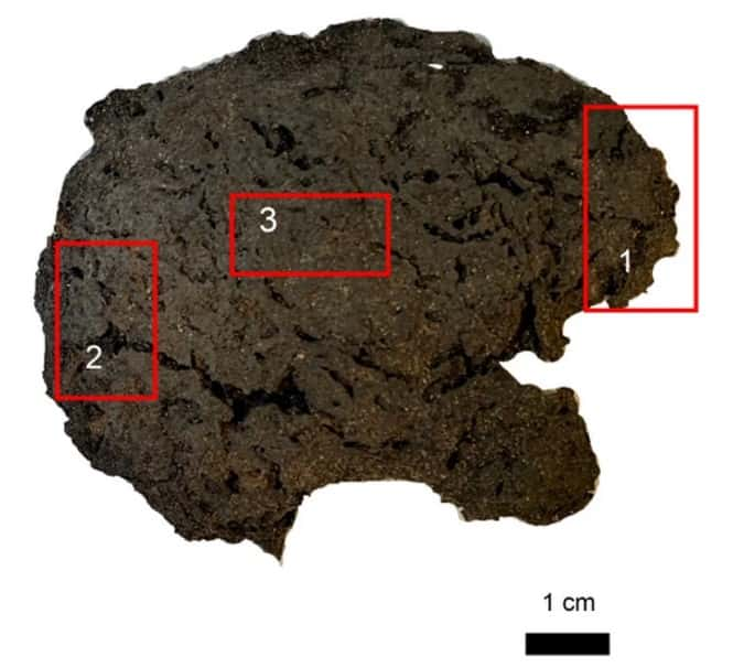 Cerveau momifié de l'un des deux individus retrouvés dans la crypte de l'<em>Ospedale Maggiore</em> à Milan, et les zones analysées pour la toxicologie. © Giordano et <em>al.</em> 2023, <em>Scientific Reports</em>