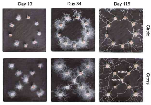 Les chercheurs ont observé la croissance du réseau de mycélium à partir de petits cubes en bois. Et le résultat est plutôt impressionnant ! © Yu Fukasawa et <em>al.</em> 2024