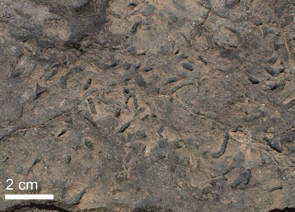 Roche sédimentaire en Namibie comportant des fossiles de <em>Cloudina</em>. © Bowyer et al, 2023.
