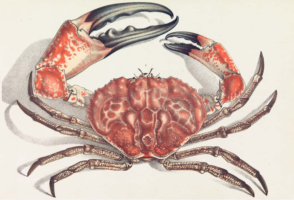 Crabe géant de Tasmanie, peut-être le descendant de la nouvelle espèce de crabe fossile découverte en Nouvelle-Zélande. © John_James_Wild, Stemonitis, <em>Wikimedia Commons</em>, domaine public