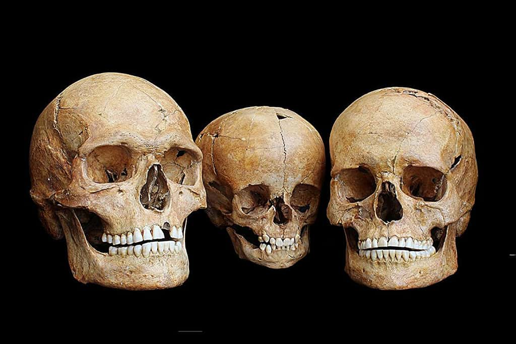 Trois crânes provenant de la grotte de Hohlenstein-Stadel dans le sud de l'Allemagne. Ils sont datés de 8 500 ans, et auraient visiblement appartenu à des membres d'une même famille. À gauche, un homme ; au centre, un enfant ; à droite, une femme. © <em>Osteological Collection, University of Tübingen</em>