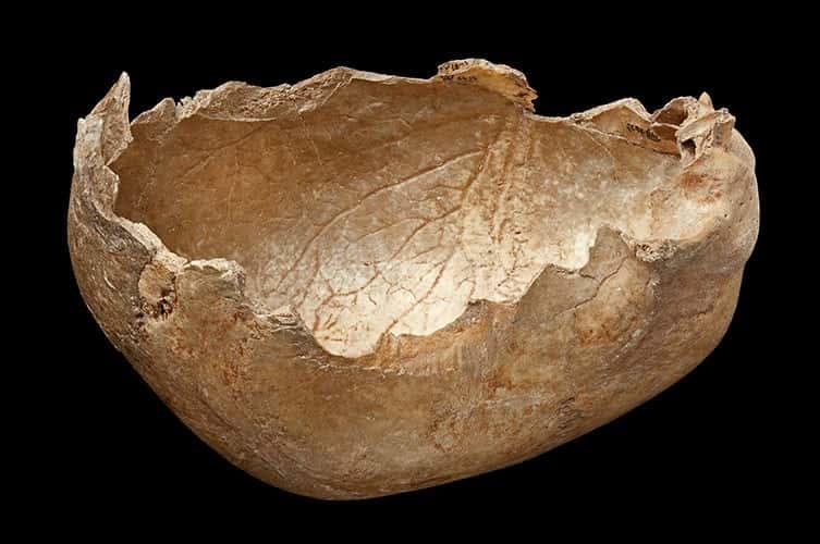 Crâne humain méticuleusement préparé pour servir de récipient. © <em>The Natural History Museum</em>, London