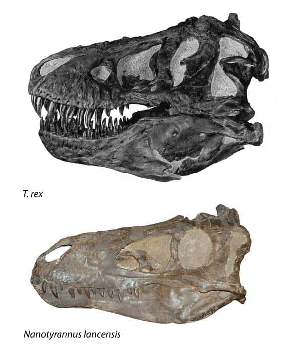 Comparaison de crâne d'un <em>Tyrannosaurus rex</em> (en haut) et de celui d'un <em>Nanotyrannus</em> <em>lancensis</em> (en bas). © Nick Longrich