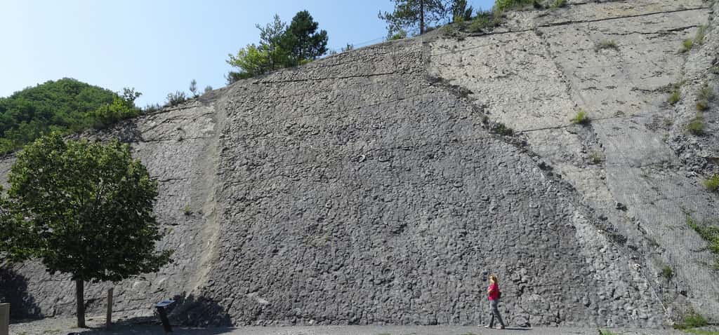 Vue d’ensemble de la dalle aux ammonites de Digne. Les plus grands spécimens sont visibles à cette échelle. © <em>Banco de Imagenes Geologicas</em>, Flickr