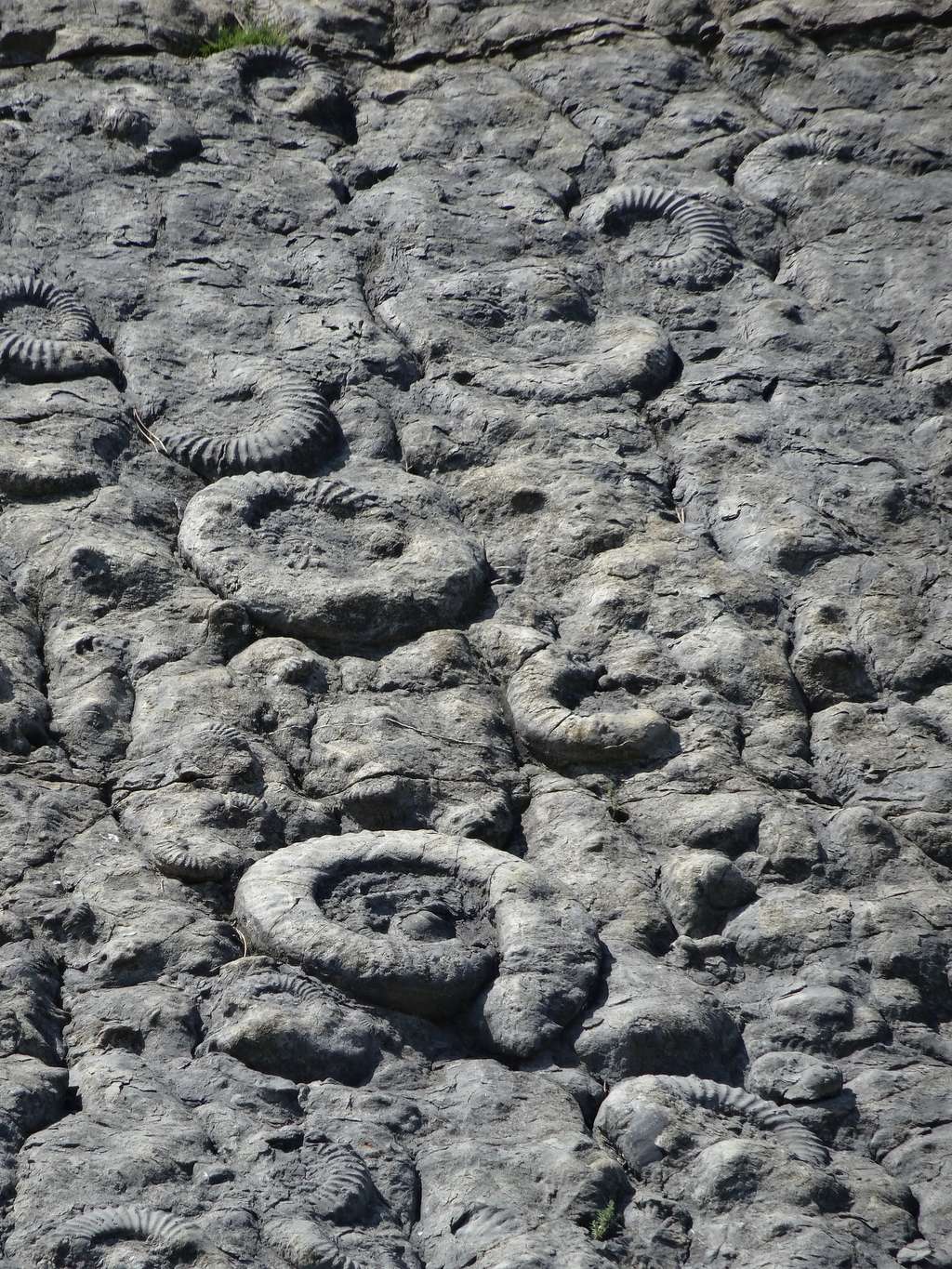 Détail de la dalle aux ammonites de Digne. © <em>Banco de Imagenes Geologicas</em>, Flickr