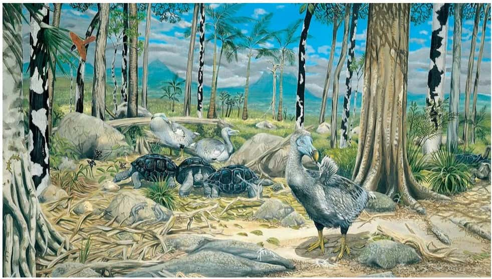 Le dodo dans son environnement de l'Ile Maurice. © Illustration par Julian Pender Hume