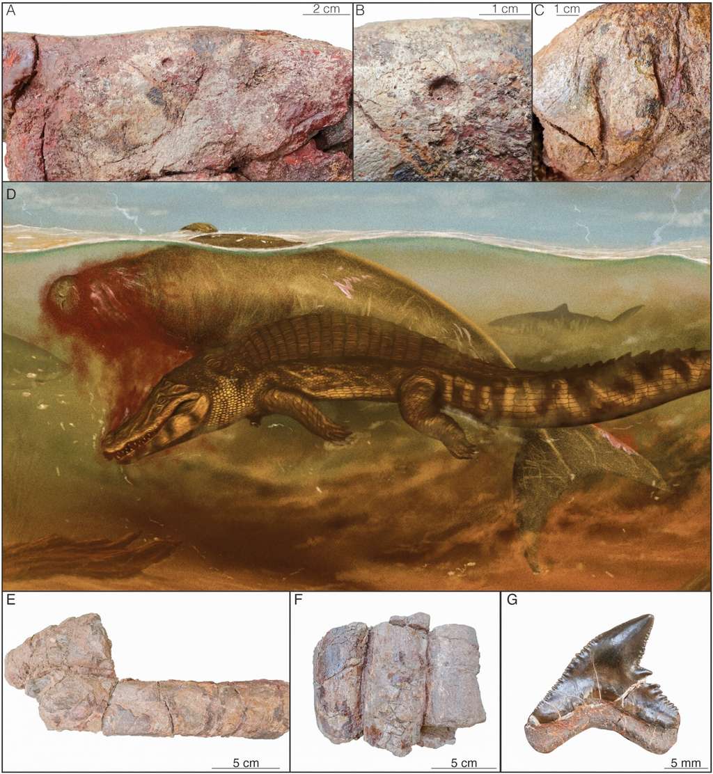 Les traces de morsures découvertes sur les os fossiles d'une vache de mer permettent de retracer les circonstances de sa mort, mais aussi de compléter notre compréhension de la chaîne alimentaire marine au Miocène. © Benites-Palomino <em>et al.</em> 2024, <em>Journal of Vertebrate Paleontology</em>