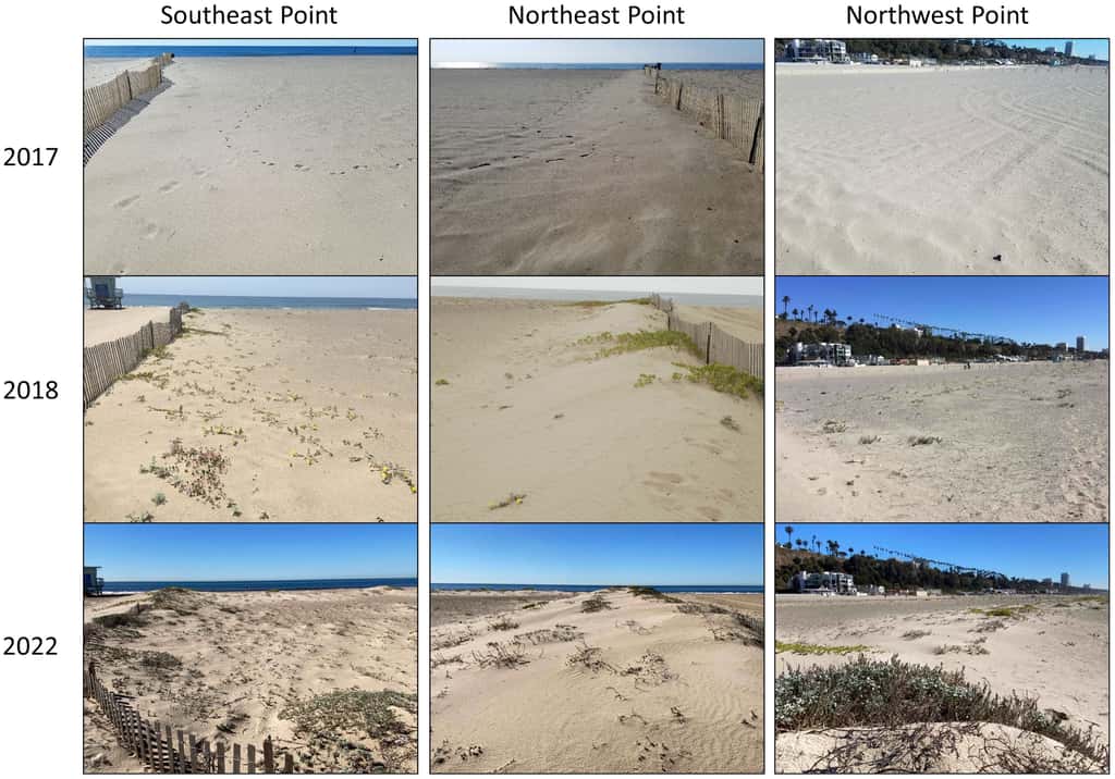 Évolution du site restauré. On voit la croissance progressive des dunes en lien avec le développement de la végétation. © Johnston et al. 2023, <em>Frontiers in Marine Science</em>