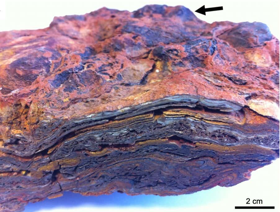 Stromatolites retrouvées dans le craton de Pilbara et datant de 3,48 milliards d'années. © Hickman-Lewis et al. 2022, <em>Geology</em>