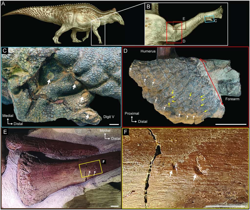 Marques de morsure dans les os et la peau du dinosaure. © Drumheller et al. 2022,<em> PLOS One</em>, CC By 4.0