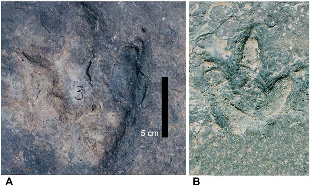 Deux empreintes de théropodes retrouvées dans le Koum Basin au Cameroun. © SMU