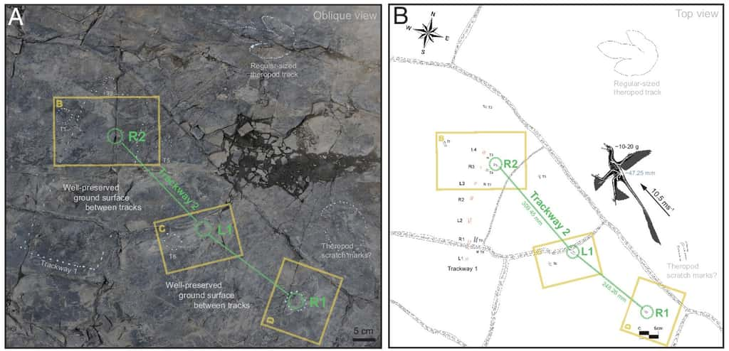 La piste d'empreintes retrouvée en Corée du Sud suggère que le petit <em>Dromaeosauriformipes</em> <em>rarus </em>s'aidait de ses ailes pour faire des pointes de vitesse à 37 km/h ! © Dececchi et <em>al.</em> 2024, <em>Pnas</em>