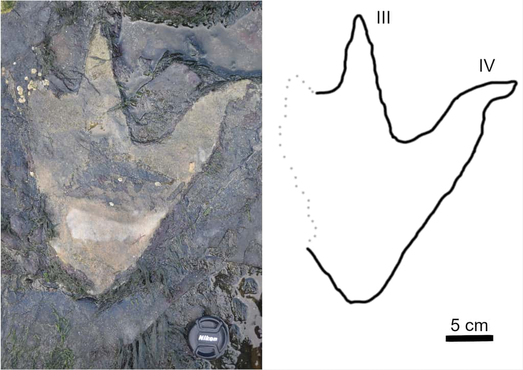 Empreinte de théropode sur les plages de <em>Brothers’ Point.</em> © dePolo et <em>al.,</em> 2020, <em>Plos One</em>