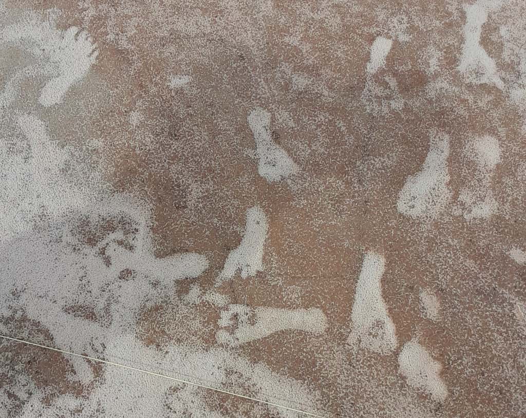 Cette photo prise en octobre 2023 au <em>White Sands National Park</em> (Nouveau-Mexique) montre des empreintes de pas humains. De nouvelles datations confirment un âge de 21 000 à 23 000 ans. © <em>National Park Service</em> <em>via</em> AP