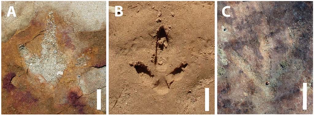Comparaison d'empreintes de dinosaure théropodes (A et C) et d'une empreinte de nandou d'Amérique (B). © Troiano et al. 2024, <em>Scientific Reports</em>