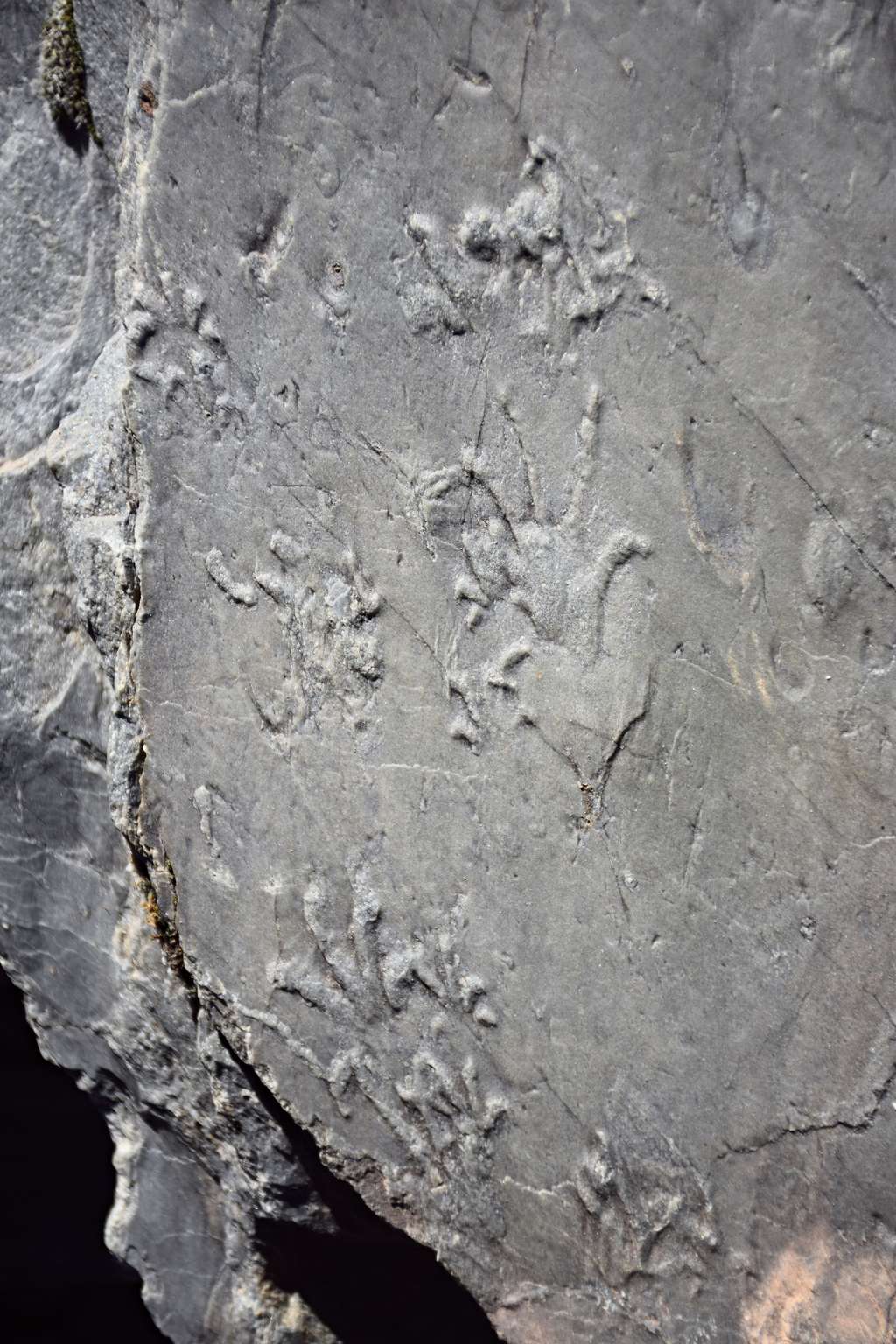 Empreintes laissées par un reptile il y a 280 millions d'années, découvertes dans les Alpes italiennes. © Museo di Storia Naturale di Milano