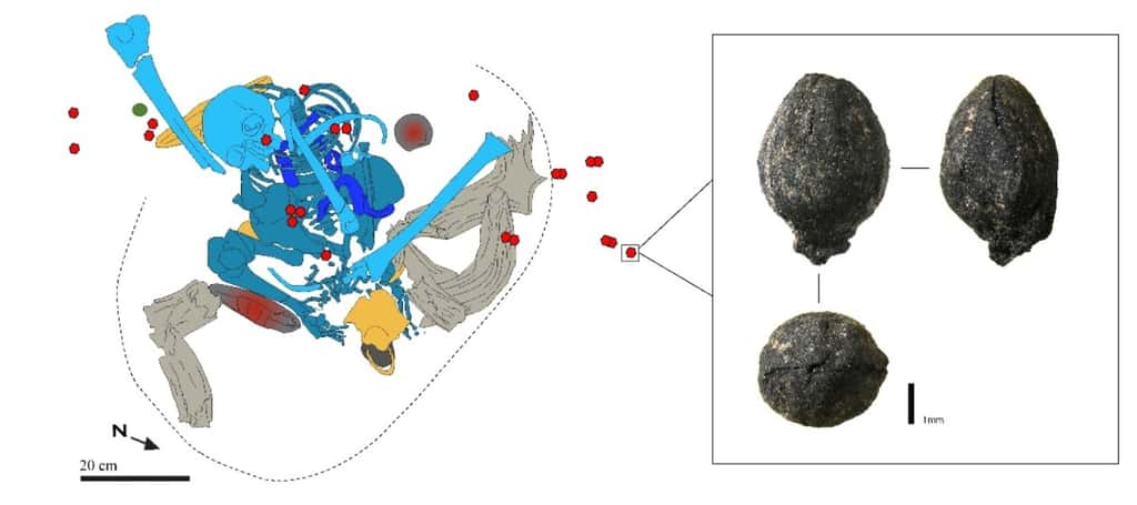 Des cônes carbonisés d'éphédra ont été retrouvés aux côtés du squelette d'un humain mort il y a 15 000 ans et enterré dans la grotte des Pigeons au Maroc. © Morales et <em>al.</em> 2024, <em>Scientific Reports</em>