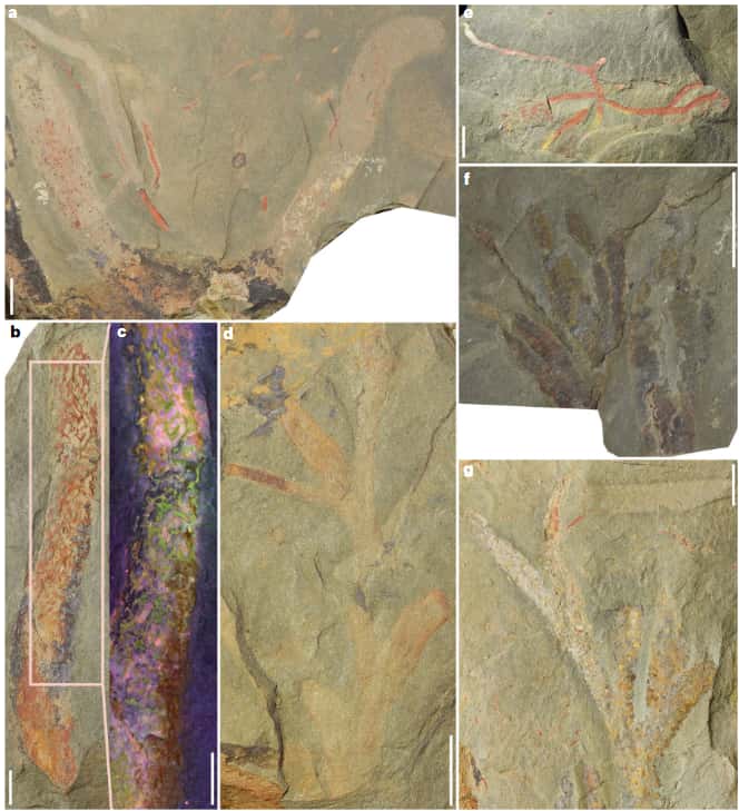 Fossiles extrêmement rares d'éponges et d'algues retrouvés sur le site de Cabrières, dans l'Hérault et datant de 470 millions d'années. © Saleh et al. 2024, <em>Nature Ecology and Evolution</em>