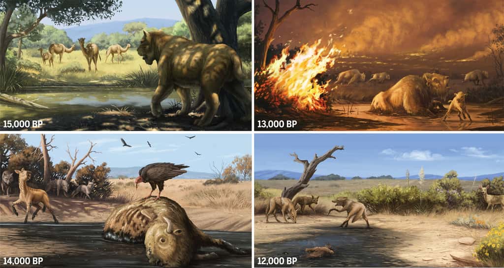 Évolution de l'environnement du sud de la Californie au cours du temps. La disparition de la mégafaune il y a 13 000 ans semble liée à de dramatiques incendies. © O'Keefe et al. 2023, <em>Science</em>