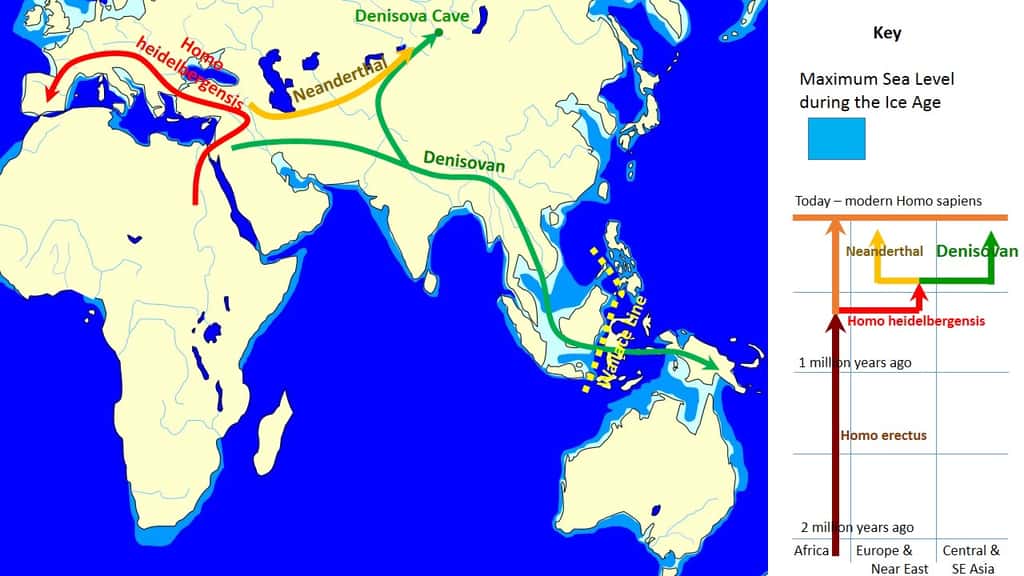 L'Homme de Denisova aurait été principalement présent en Asie et dans les régions du sud-ouest du Pacifique, où il aurait ensuite rencontré <em>Homo sapiens.</em> © John D. Croft, Wikimedia Commons, CC BY-SA 3.0 