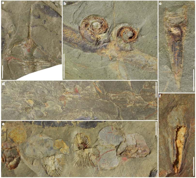 Faune plus classique de l'Ordovicien découverte sur le site de Cabrières. © Saleh et al. 2024, <em>Nature Ecology and Evolution</em>