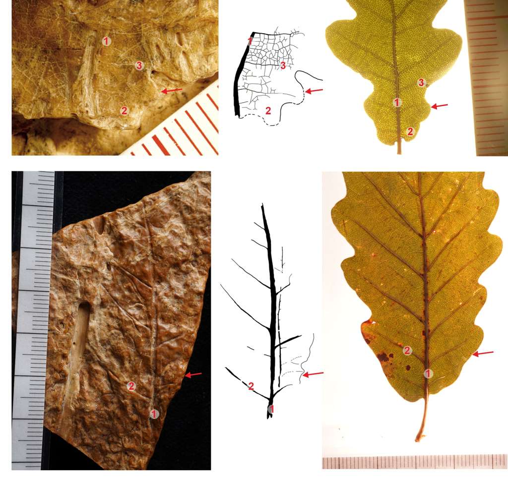 Comparaison entre un fragment fossile de feuille et une feuille de chêne actuel. © Hošek et al., Sci. Adv. 10 , eado6611 (2024)