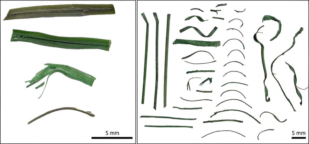 Échantillons de fibres issus de gazons synthétiques retrouvés sur la côte à proximité de Barcelone. © Université de Barcelone
