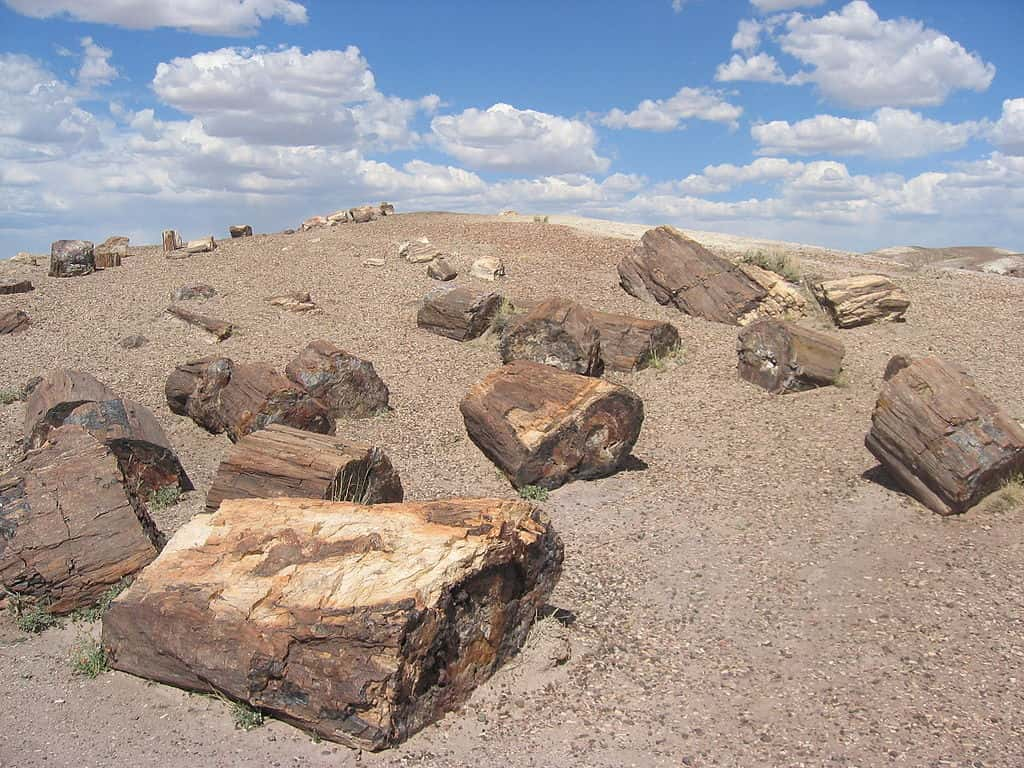 Troncs pétrifiés du <em>Petrified Forest National Park</em>, Arizona. © I, Jonathan Zander, <em>Wikimedia Commons</em>, CC by-sa 3.0