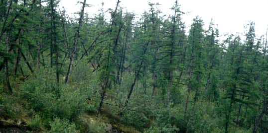 L'affaissement du terrain lors de la fonte du pergélisol fait basculer les arbres, ici en Sibérie © Jon Ranson, NASA Science blog, <em>Wikimedia Commons</em>, domaine public