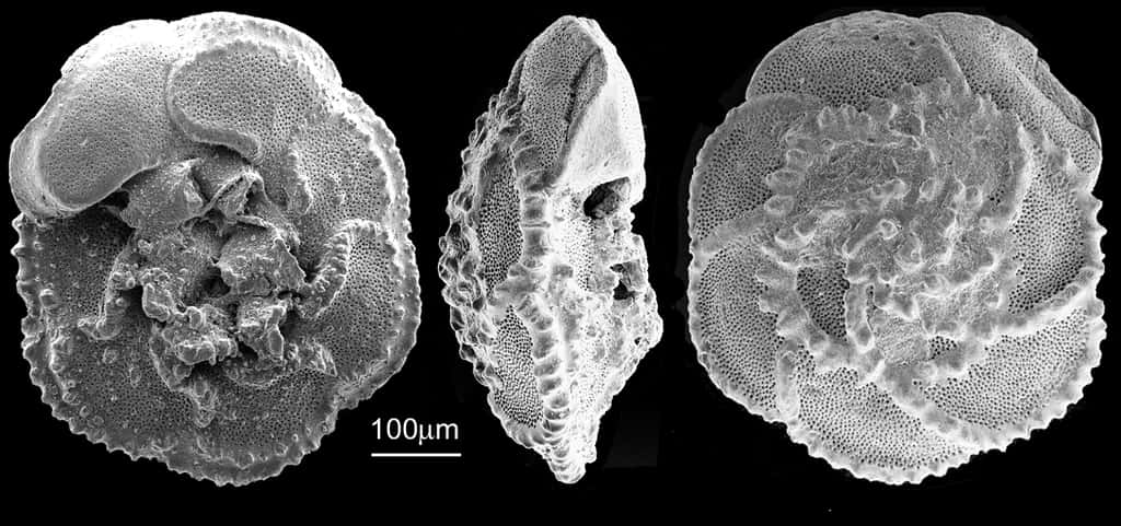 L'analyse de la composition chimique des tests de foraminifères – des micro-organismes marins – permet de reconstruire le climat du passé. © Brian Huber, <em>Smithsonian</em>