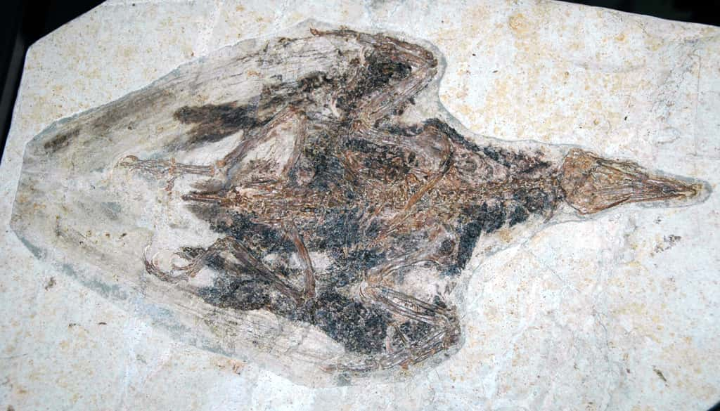 Exceptionnel fossile d'oiseau (<em>Confuciusornis sanctus</em>) extrait de la Formation d'Yixian. Les plumes sont bien visibles. © James St. John, <em>Ohio State University, </em>Newark<em>, Wikimedia Commons</em>, cc by 2.0