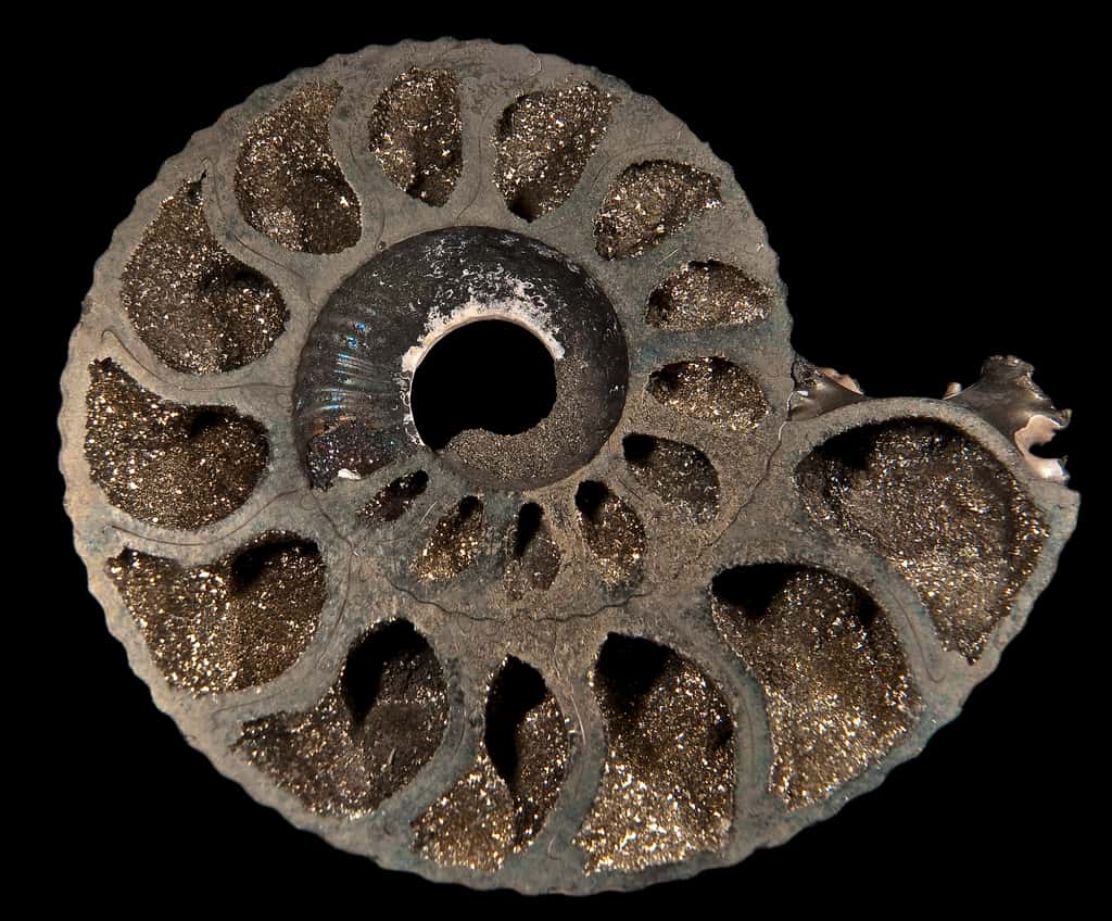 L'intérieur de cette ammonite a été pyritisé © Didier Descouens, Wikimedia Commons, cc by-sa 4.0 