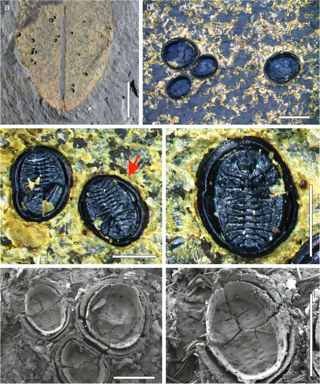 Larves d’<em>Aleyrodidae</em> fossilisées dans leurs cocons, encore attachés à leur feuille ! © Drohojowska <em>et al.</em> 2024, <em>Palaeobiodiversity and Palaeoenvironments</em>