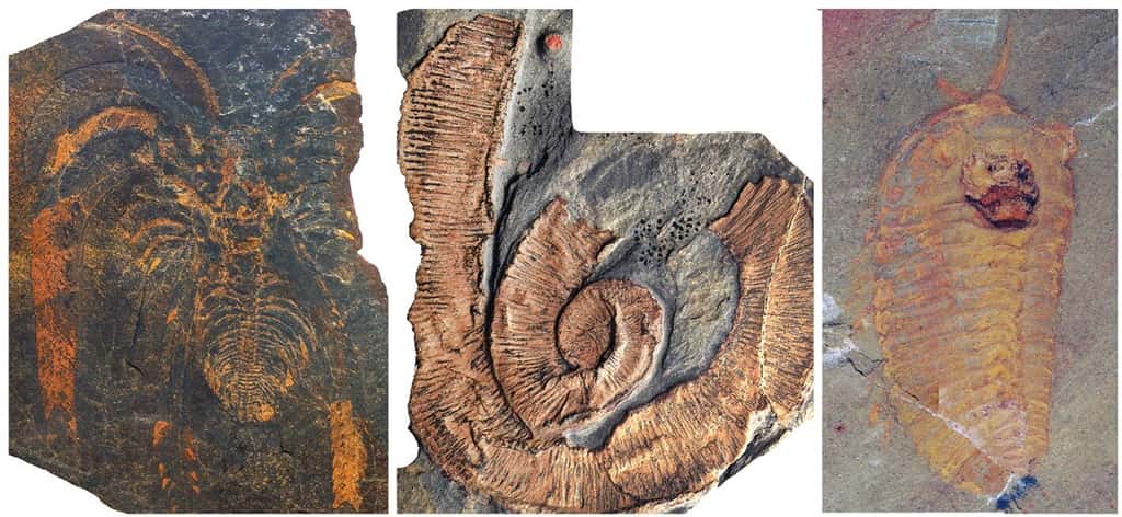 Fossiles de la formation de Fezouata. De gauche à droite, un arthropode (Marrellomorpha), un ver et un trilobite. © Emmanuel Martin