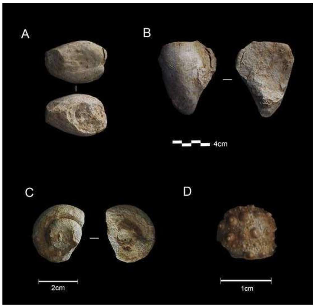 Échantillons des fossiles trouvés dans la grotte Prado Vargas en Espagne. © Ruiz et <em>al.</em> 2024, <em>Quaternary </em>