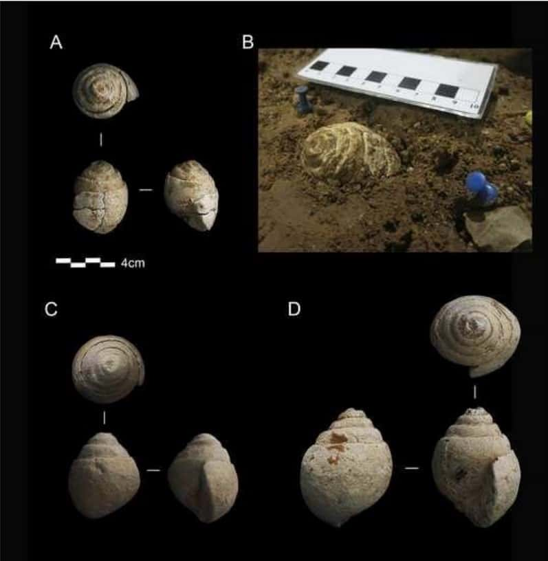 Les fossiles retrouvés dans la grotte semblent bien former une petite collection de 15 spécimens. © Ruiz et <em>al.,</em> 2024, <em>Quaternary</em> 