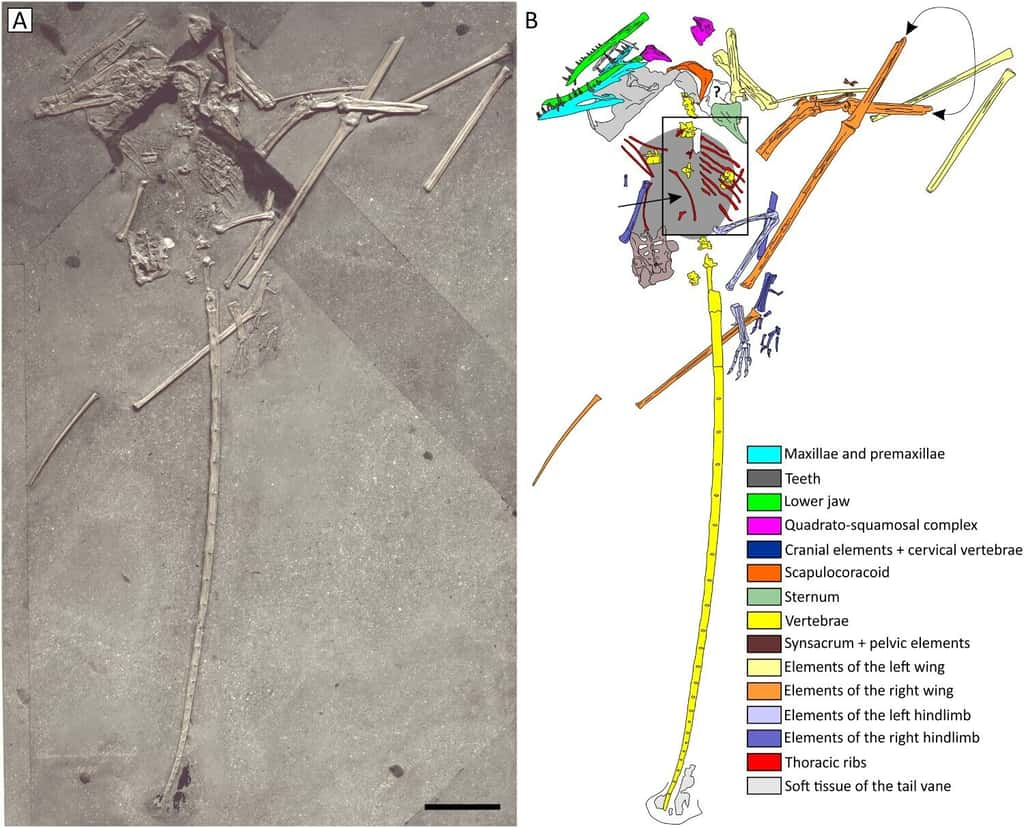 Ce fossile de <em>Campylognathoides</em> possède des restes de son dernier repas dans son estomac. © Cooper et <em>al.</em> 2024, <em>Journal of Vertebrate Paleontology</em>