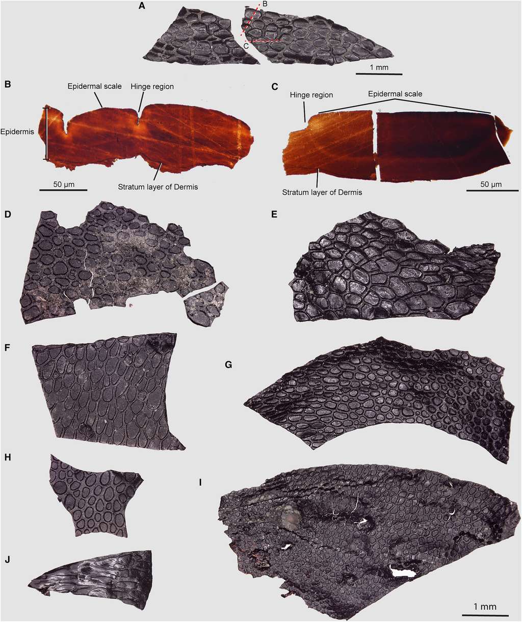 Fragments de peau retrouvés dans une grotte de l'Oklahoma. © Mooney et al. 2024, <em>Current Biology</em>