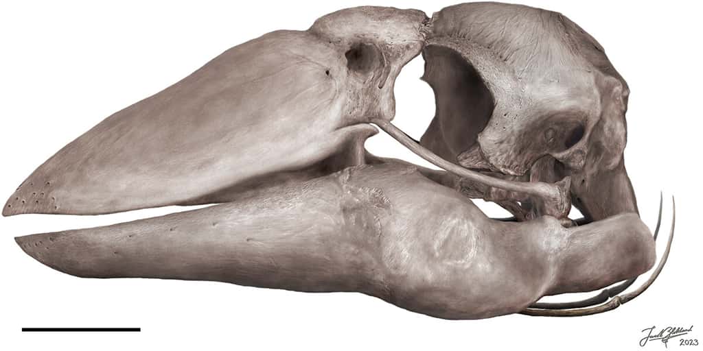 Reconstitution numérique du crâne de <em>Genyornis newtoni. </em>© McInerney et al. 2024, <em>Historical Biology</em>, CC by 4.0 Deed