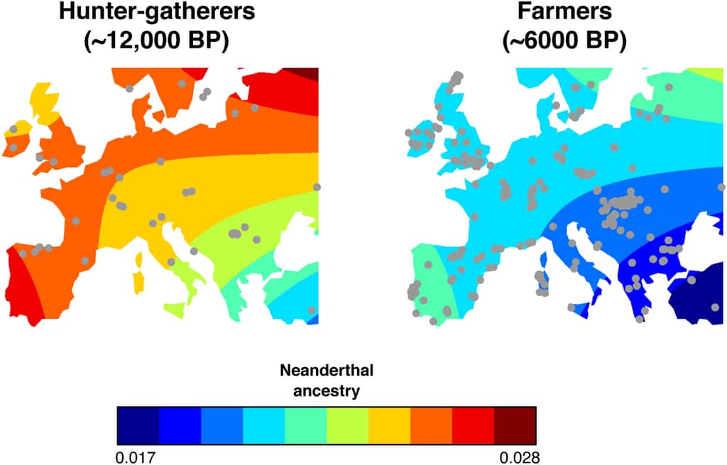 Évolution du taux d'héritage néandertalien en Europe au cours du temps. On voit que la tendance s'inverse après l'arrivée des agriculteurs en provenance du Moyen-Orient il y a 10 000 ans. © Quilodrán et <em>al.</em> 2023, <em>Science Advances</em>