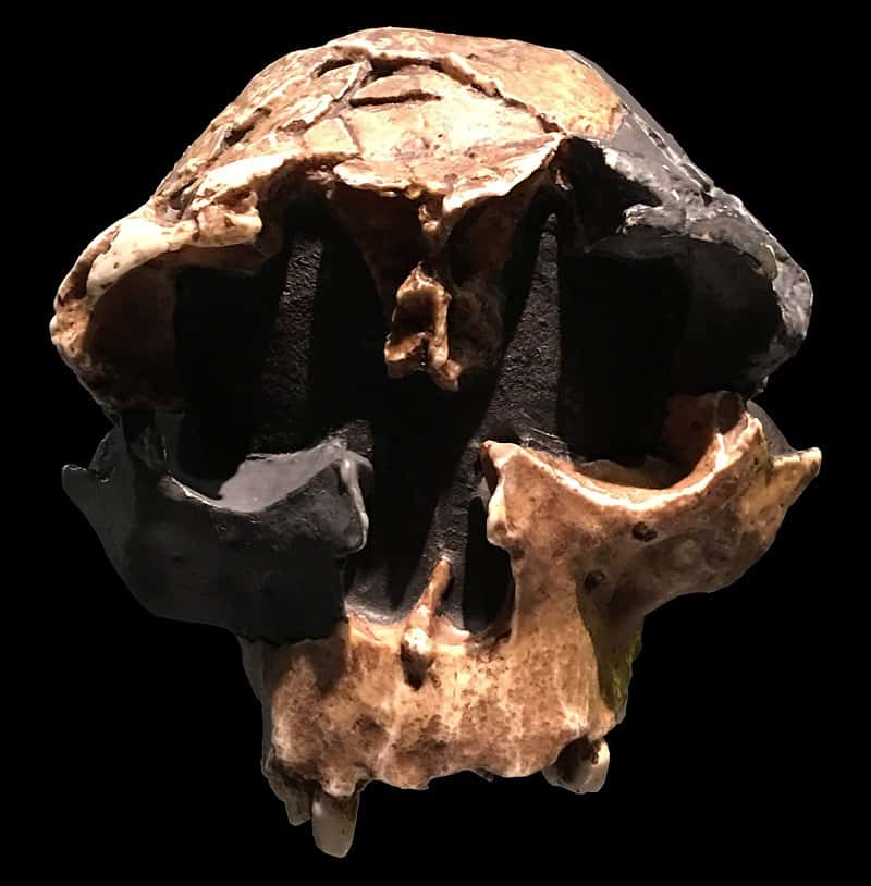Crâne d'<em>Homo antecessor</em>, qui a succédé à <em>Homo erectus</em> en Europe? © Nicolas Perrault III,<em> Wikimedia Commons, </em>domaine public