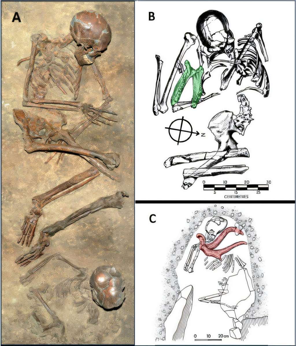 Exemples de tombes d'<em>Homo sapiens</em> avec deux individus (adulte et enfant) en position fœtale (Qafzeh Cave) [A], un adulte avec une mâchoire de sanglier (Skhul 5) [B] et un adolescent avec un bois de cerf (Qafzeh 11) [C]. © Been et Barzilai 2024. Prof. Bernard Vandermeersch