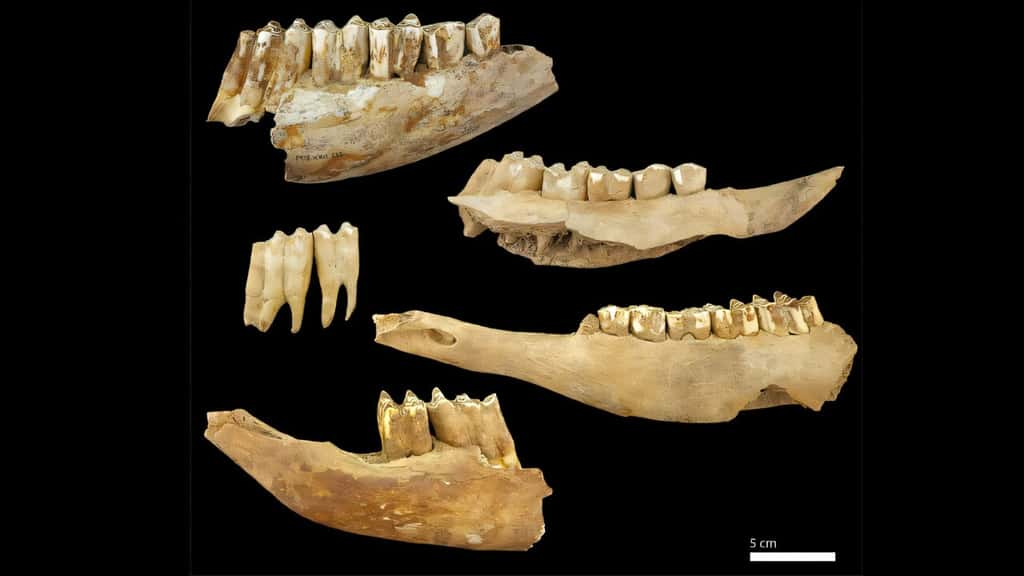 L'analyse de la composition isotopique des ossements de bovins a permis de révéler les stratégies pastorales d'il y a 6 000 ans. © Alcàntara Fors et <em>al. </em>2025, <em>Plos One</em>