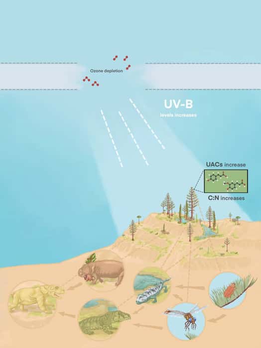 Les radiations UV-B, en forçant les plantes à se protéger grâce à certains composés, ont entraîné des conséquences désastreuses sur l'ensemble de l'écosystème terrestre. © Conor Haynes-Mannering, <em>university of Nottingham</em>