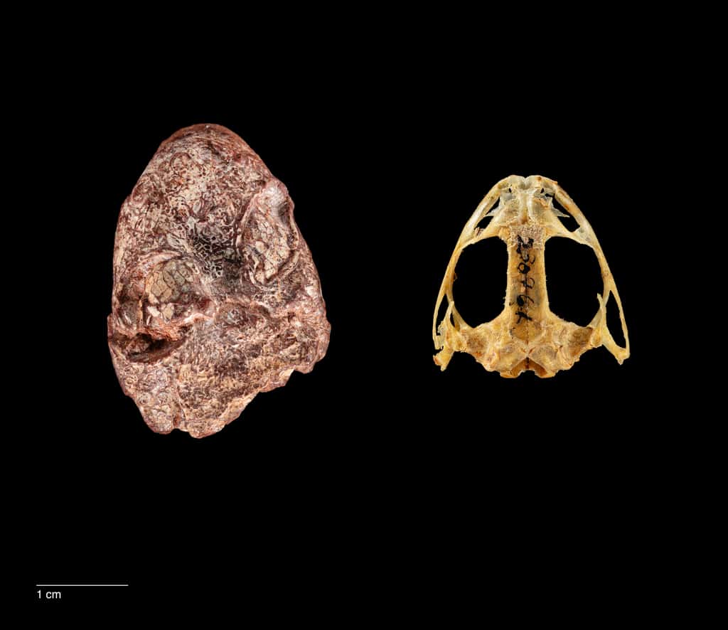 Comparaison du crâne de Kermitops (à gauche) avec un crâne de grenouille actuelle (à droite) © Brittany M. Hance, Smithsonian. 