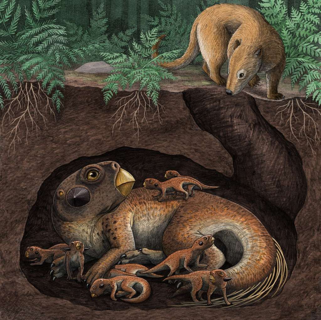 Représentation artistique d'un <em>Psittacosaurus</em> (dinosaure) dans son terrier entouré de ses bébés, sous la menace d'un <em>Repenomamus</em> (mammifère). L'un des fossiles de la formation Yixian présente les restes de ces deux individus dans un combat mortel. © Alex Boersma