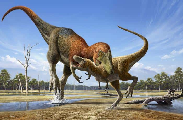 Représentation artistique d'un <em>Nanotyrannus</em> adulte attaquant un jeune <em>Tyrannosaurus rex.</em> © Raul Martin